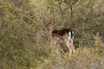 AMSTERDAMSE WATERLEIDING DUINEN