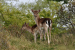 AMSTERDAMSE WATERLEIDING DUINEN