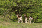 AMSTERDAMSE WATERLEIDING DUINEN