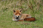 AMSTERDAMSE WATERLEIDING DUINEN