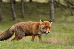 AMSTERDAMSE WATERLEIDING DUINEN