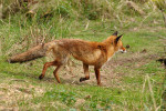 AMSTERDAMSE WATERLEIDING DUINEN