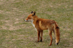 AMSTERDAMSE WATERLEIDING DUINEN
