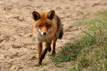 AMSTERDAMSE WATERLEIDING DUINEN