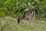 AMSTERDAMSE WATERLEIDING DUINEN