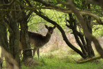 AMSTERDAMSE WATERLEIDING DUINEN