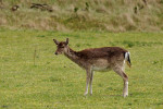 AMSTERDAMSE WATERLEIDING DUINEN