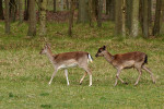 AMSTERDAMSE WATERLEIDING DUINEN
