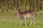 AMSTERDAMSE WATERLEIDING DUINEN
