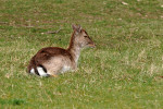 AMSTERDAMSE WATERLEIDING DUINEN