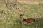 AMSTERDAMSE WATERLEIDING DUINEN