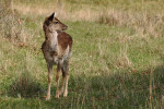 AMSTERDAMSE WATERLEIDING DUINEN
