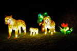 China Light Utrecht