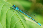 CLOSE-UP/MACRO