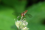CLOSE-UP/MACRO