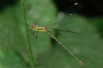 CLOSE-UP/MACRO