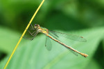 CLOSE-UP/MACRO