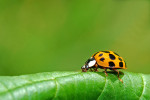 CLOSE-UP/MACRO