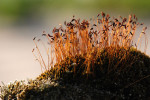 CLOSE-UP/MACRO