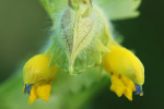 CLOSE-UP/MACRO