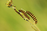 CLOSE-UP/MACRO