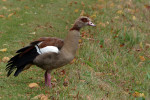 NATUUR