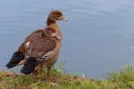 NATUUR