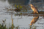 NATUUR