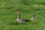 NATUUR