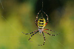 CLOSE-UP/MACRO