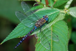 CLOSE-UP/MACRO