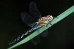 CLOSE-UP/MACRO