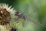 CLOSE-UP/MACRO