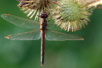 CLOSE-UP/MACRO
