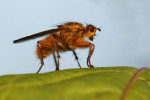 CLOSE-UP/MACRO
