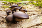 CLOSE-UP/MACRO