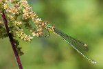CLOSE-UP/MACRO