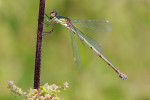 CLOSE-UP/MACRO