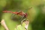 CLOSE-UP/MACRO