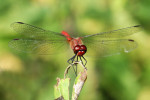 CLOSE-UP/MACRO
