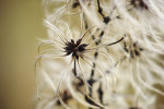 CLOSE-UP/MACRO