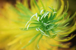 CLOSE-UP/MACRO