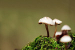 CLOSE-UP/MACRO
