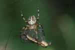 CLOSE-UP/MACRO
