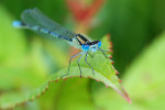 CLOSE-UP/MACRO