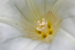 CLOSE-UP/MACRO