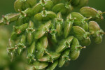 CLOSE-UP/MACRO