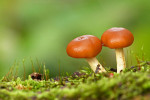 CLOSE-UP/MACRO