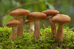 CLOSE-UP/MACRO