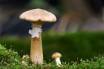 CLOSE-UP/MACRO
